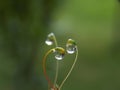 rain drops on moss Royalty Free Stock Photo