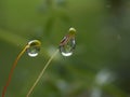 rain drops on moss Royalty Free Stock Photo