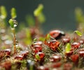 Rain drops on moss Royalty Free Stock Photo