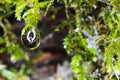 Rain drops on moss Royalty Free Stock Photo