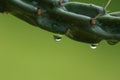Rain Drops off Cactus Royalty Free Stock Photo