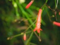 Rain Drops on The Orange Firecracker Flower Plant