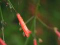 Rain Drops on The Orange Firecracker Flower Plant