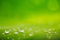 Rain drops over fresh green leaf texture, natural background Royalty Free Stock Photo