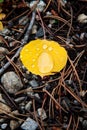 Rain drops over yellow aspen leaf