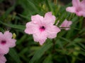 Rain Drops Perched on The Pink Relic Tuberosa Flowers