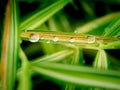 Rain Drops Perched on The Sall Bamboo Leaves Royalty Free Stock Photo