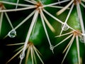 Rain Drops Perched on The Thorns of Cactus Royalty Free Stock Photo
