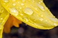 Rain drops on petal of Daffodil, close-up, abstract in Spring Royalty Free Stock Photo