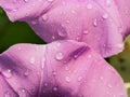 Rain Drops on The Petal of Purple Flower Royalty Free Stock Photo