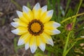 Rain drops on petals. Sunny morning. Flowering beautiful flower