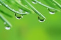 Rain drops on pine needles