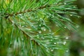 Rain drops on pine twig macro Royalty Free Stock Photo