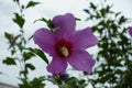 Rain drops on pink crimsoneyed flower of Hibiscus syriacus Royalty Free Stock Photo