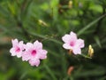 Rain drops on pink flower Waterkanon, Watrakanu, Minnieroot, Iron root, Feverroot, Popping pod, Cracker plant, Trai-no, Toi ting Royalty Free Stock Photo