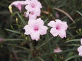Rain drops on pink flower Waterkanon, Watrakanu, Minnieroot, Iron root, Feverroot, Popping pod, Cracker plant, Trai-no, Toi ting Royalty Free Stock Photo