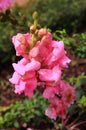 Rain drops on the pink flowers in the bryant park, kodaikanal. Royalty Free Stock Photo