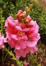 Rain drops on the pink flowers in the bryant park, kodaikanal. Royalty Free Stock Photo