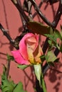 Rain drops on a pink rose