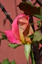 Rain drops on a pink rose