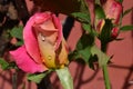 Rain drops on a pink rose