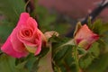 Rain drops on a pink rose