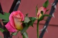 Rain drops on a pink rose