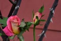 Rain drops on a pink rose