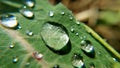 after rain drops on plant leaf closeup macro shots Royalty Free Stock Photo