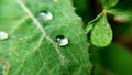 after rain drops on plant leaf closeup macro shots Royalty Free Stock Photo