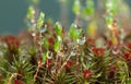 Rain drops on pohlia and haircap moss Royalty Free Stock Photo