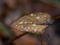 Rain Drops Puddled on a Brown Veined Leaf