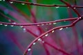 Rain Drops on Red Branches Royalty Free Stock Photo