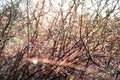 Rain drops on red branches with little green leaves in spring. Royalty Free Stock Photo