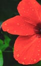 Rain drops on red flower patels pattern background, Natural background and wallpaper. Royalty Free Stock Photo