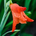 Rain drops on a red gladiolus flower closeup Royalty Free Stock Photo