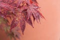 rain drops on red japanese maple leaves in a japanese Royalty Free Stock Photo