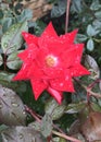 Rain Drops On Red Rose