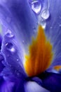 Rain drops on an Iris flower. Royalty Free Stock Photo