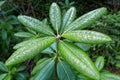 Rain drops on the rhododendron leaves.