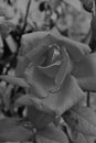 Rain drops on a rose in black and white Royalty Free Stock Photo