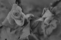 Rain drops on a rose in black and white Royalty Free Stock Photo