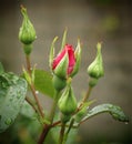 Rain drops on rose flower