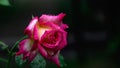 Rain drops on rose flower