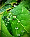 Rain drops on Beautiful green leaves Royalty Free Stock Photo