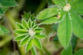 Rain drops sit on the leaves of a lupin plant, forming Lupin Diamonds Royalty Free Stock Photo