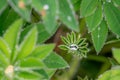 Rain drops sit on the leaves of a lupin plant, forming Lupin Diamonds Royalty Free Stock Photo