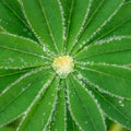 Rain drops sit on the leaves of a lupin plant, forming Lupin Diamonds Royalty Free Stock Photo