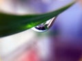 RAIN DROPS ON SMALL GREEN LEAF