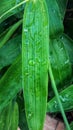 Rain Drops on small Plant after a Rainstorm Macro